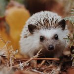 Intoduction into African pygmy hedgehogs