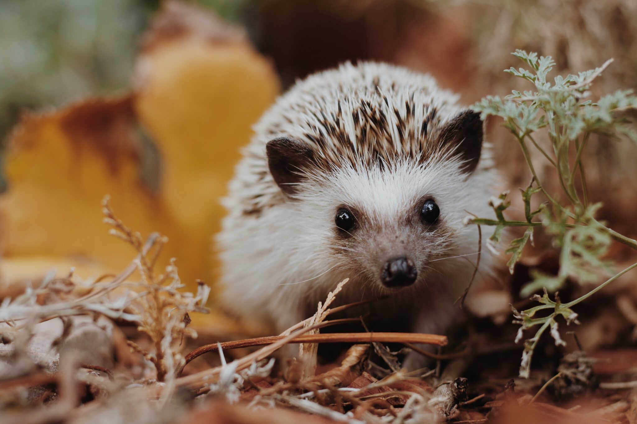 The Hedgehog Program | Hedgehog conservation and care