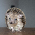 Introduction into Egyptian long-eared hedgehogs