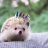Biology 101: Anthropomorphism