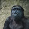 Do animals have conciousness?