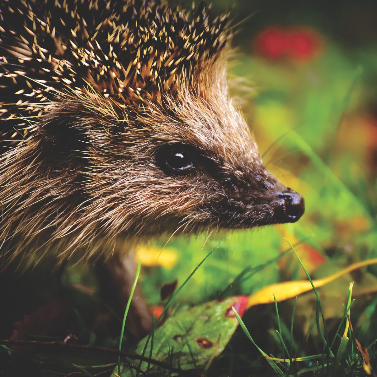 The Hedgehog Program | European hedgehogs are wreaking havoc in New Zealand