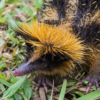 The sound of quills!
