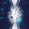 Sonic Hedgehog Gene