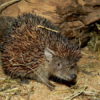 Methods for sexing tenrecs