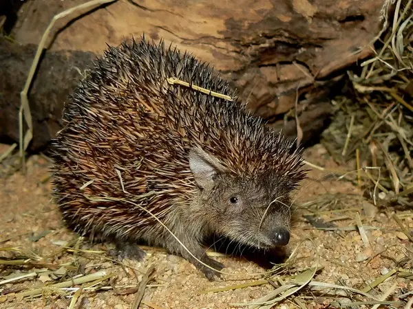 Introduction to the Lesser hedgehog tenrec