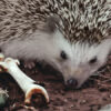 Hedgehogs and traditional medicine