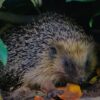 Hedgehogs Balloon Syndrome