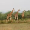 Biology 101: Introduction to population ecology
