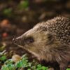 Hedgehog countings in The Netherlands was a great success in 2023