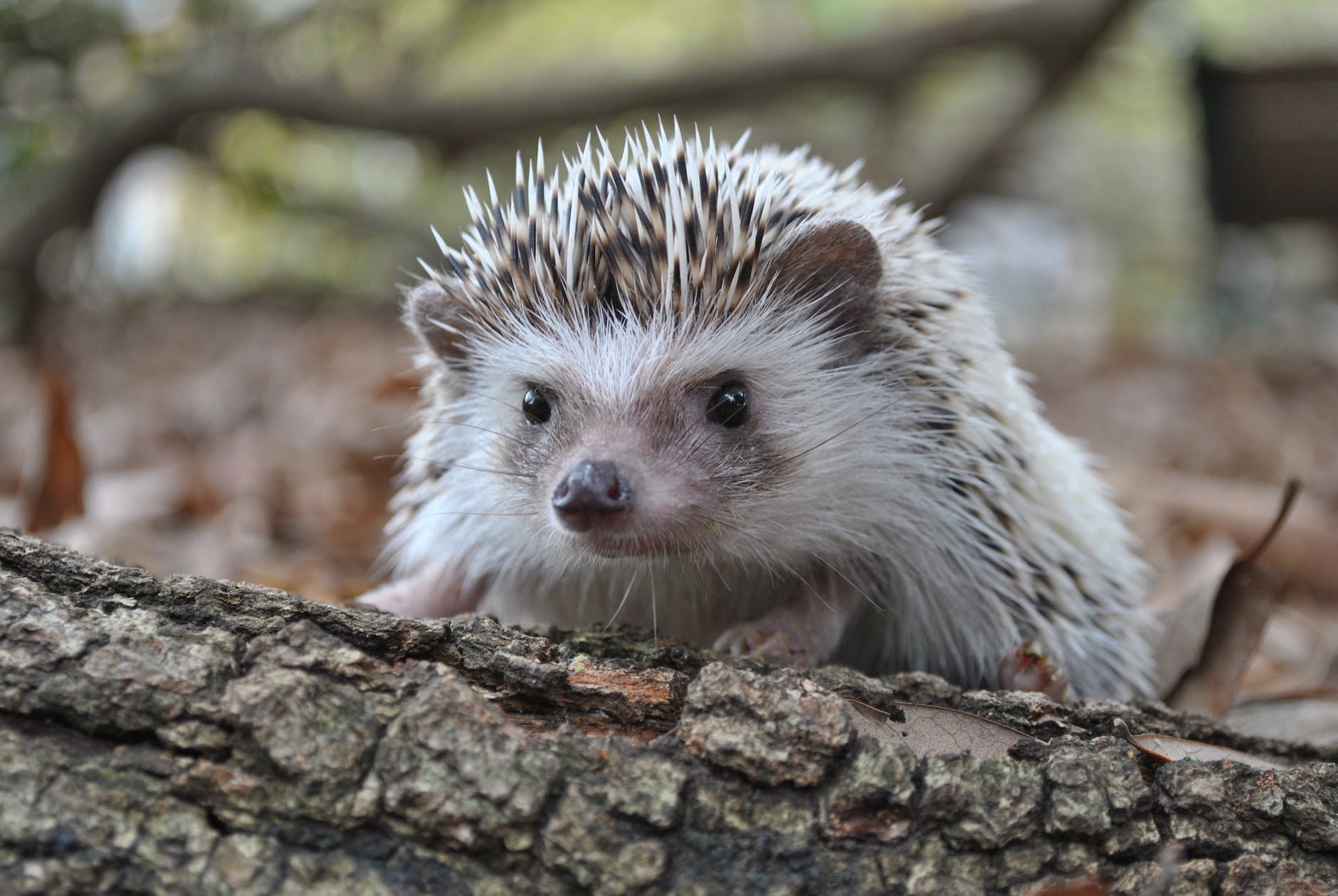 close up shot of a hedgehog